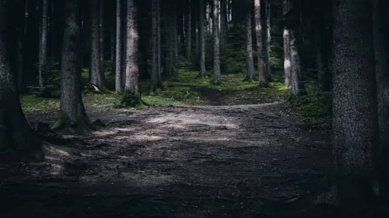 امرأة تعبر غابة مليئة بالنمور من أجل لقاء حبيبها