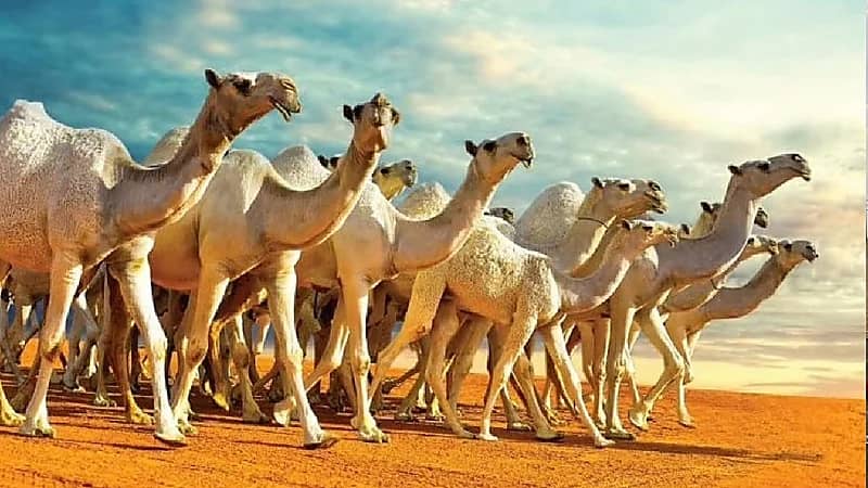 نادي الإبل يعلّق الشرائح الإلكترونية لمدة 3 أعوام