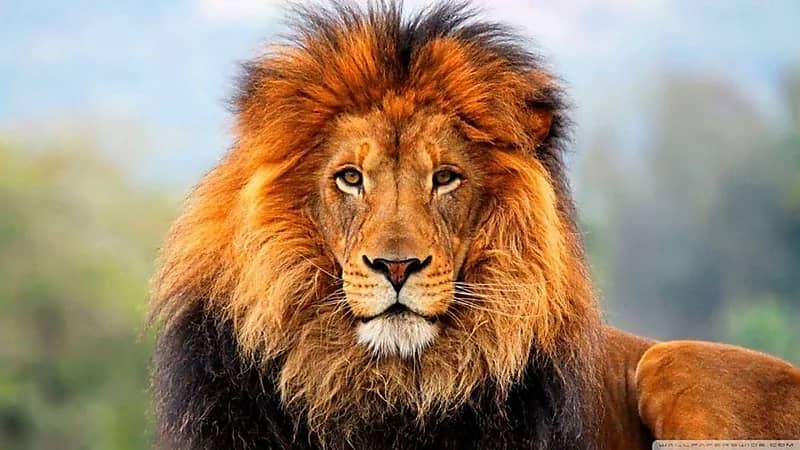تصرف غامض ينهي حياة رجل داخل حظيرة أسد