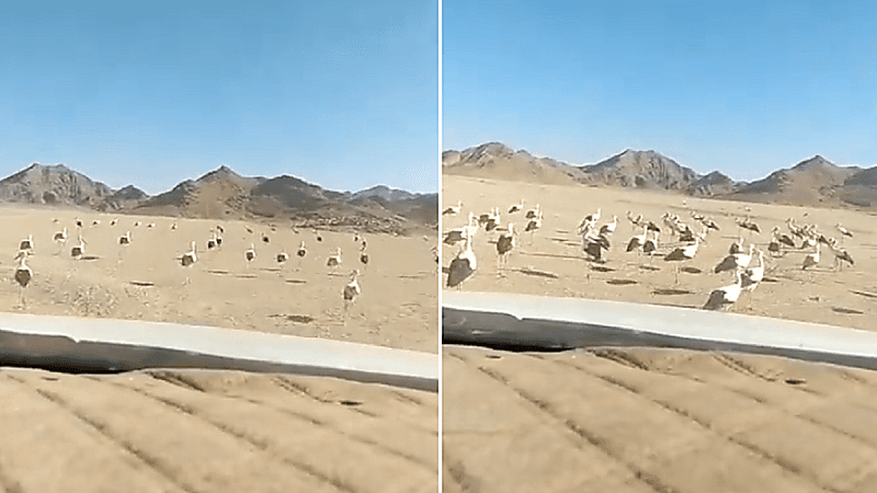 ‏بالفيديو.. انتشار الطيور المهاجرة غرب حائل بعد قرار منع الصيد