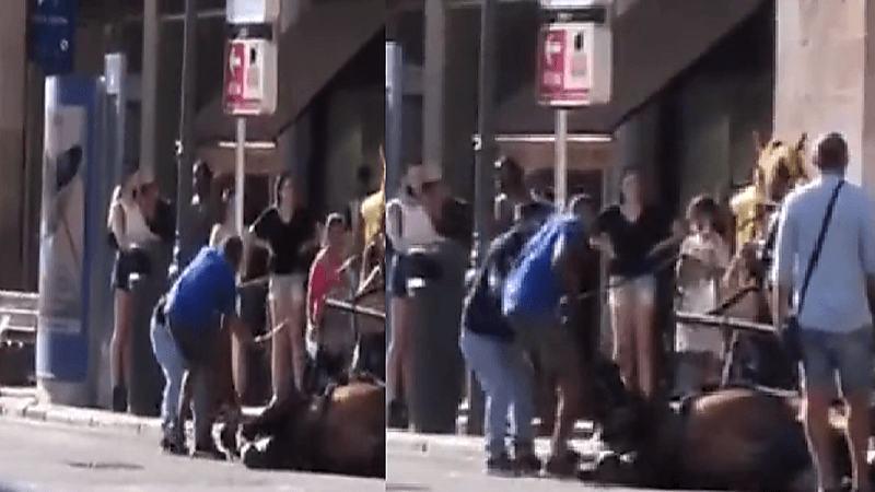 شاهد.. حصان يسقط أرضًا من شدة الحر بعربة سياح
