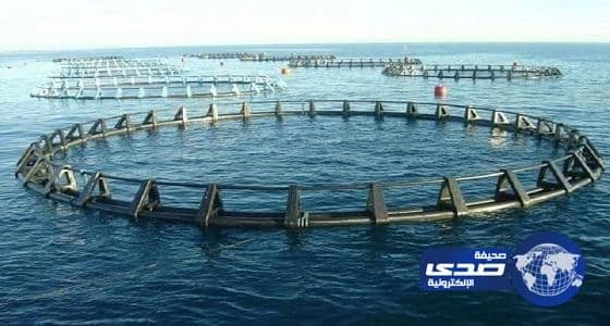وكيل البيئة: الاستزراع المائي يوفر منتجات بحرية ذات قيمة تنافسية عالية