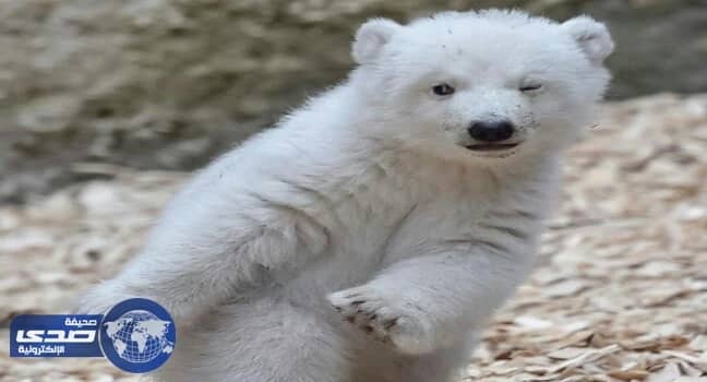 رحيل دب قطبي مشهور يثير الحزن في ألمانيا