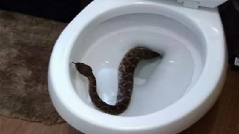 رجل يتعرض للدغة ثعبان أثناء جلوسه على المرحاض 