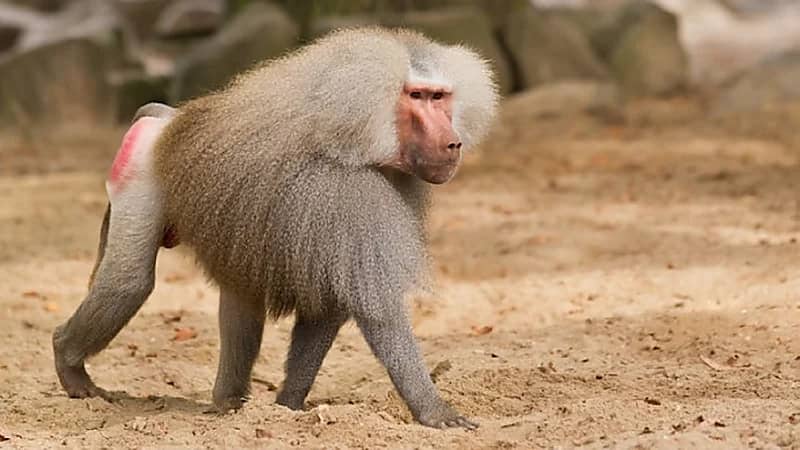 بالفيديو .. خطة مرتقبة لـ "الحياة الفطرية" لمكافحة قرود البابون بعسير ومكة المكرمة