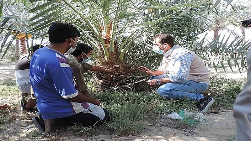 "البيئة" تتحمل التكاليف اللازمة لمكافحة سوسة النخيل الحمراء مع أصحاب المزارع