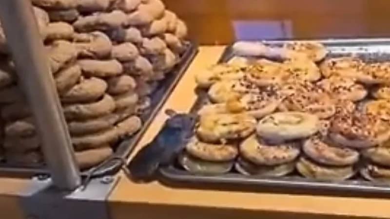 شاهد .. فأر صغير يتذوق الكعكات داخل متجر لبيع الحلويات