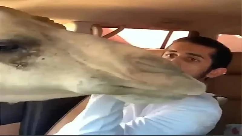 شاهد.. جمل جائع يمد رأسه داخل سيارة ويصيب صاحبها بالرعب
