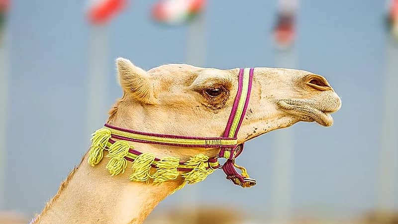 بالفيديو .. متحدث مهرجان ولي العهد للهجن: قيم المطايا أصبحت مليونية