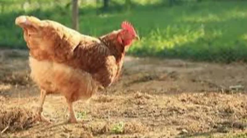 "دجاجة مزودة بأجهزة استشعار" تتسبب بحالة طوارئ في قاعدة عسكرية إسبانية