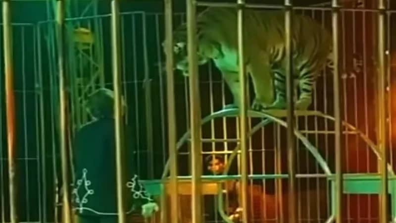 شاهد.. نمر ينقض على مدربه ويصيبه بجروح خطيرة 