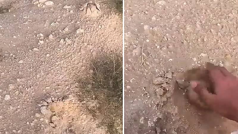 بالفيديو .. نبش أحد المقابر في الكويت بحثا عن الفقع