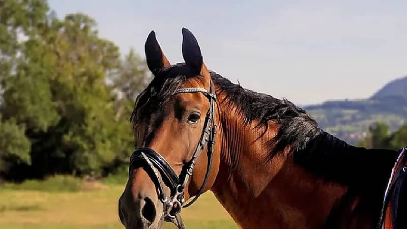 رئيس الشيشان يوجه رسالة إلى لصوص سرقوا حصانه