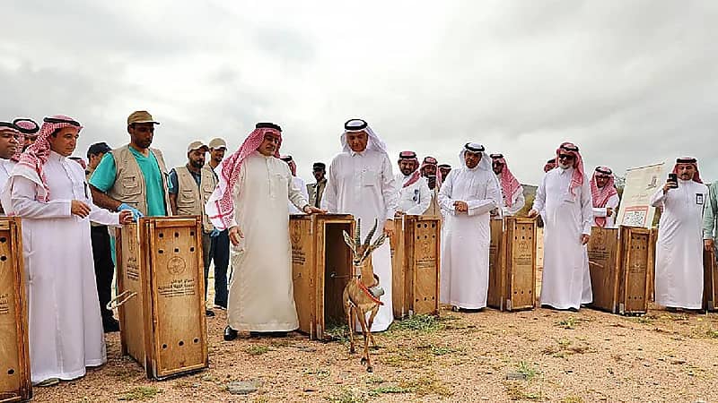 بالصور.. إطلاق 92 كائنًا فطريًا في متنزه البيضاء البريٍ بالمدينة المنورة