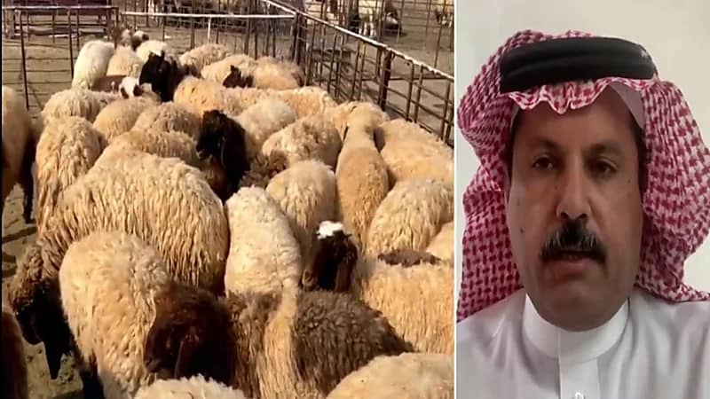 الهفتا : أسعار الأعلاف الخضراء ارتفعت 200% تقريباً بعد منع زراعتها (فيديو)