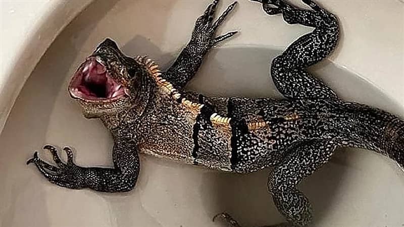 رجل يعثر على سحلية عملاقة في مرحاض منزله