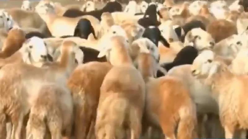 البيئة: نراقب أسعار المواشي يومياً والمحلي له الأفضلية عن المستورد (فيديو)