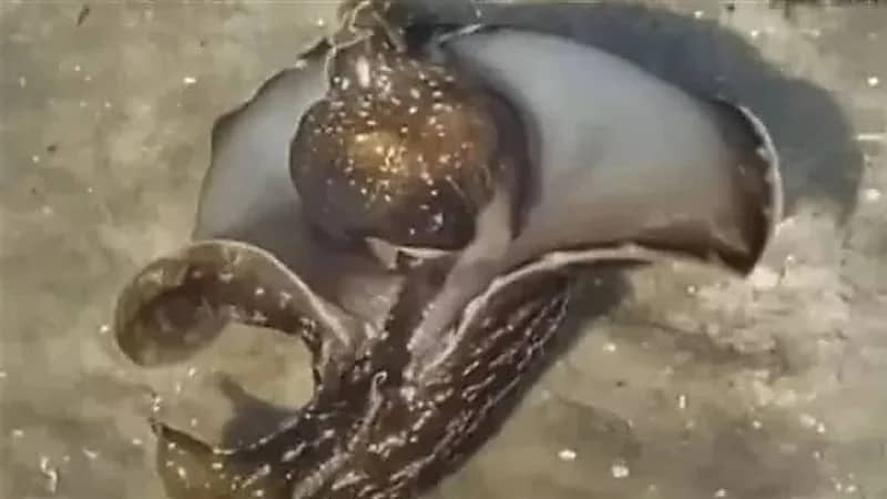 مخلوق غريب يظهر في ولاية أمريكية