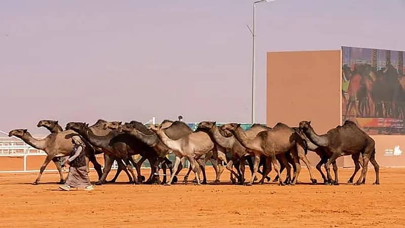 تمديد التسجيل في مهرجان جادة الإبل بتبوك
