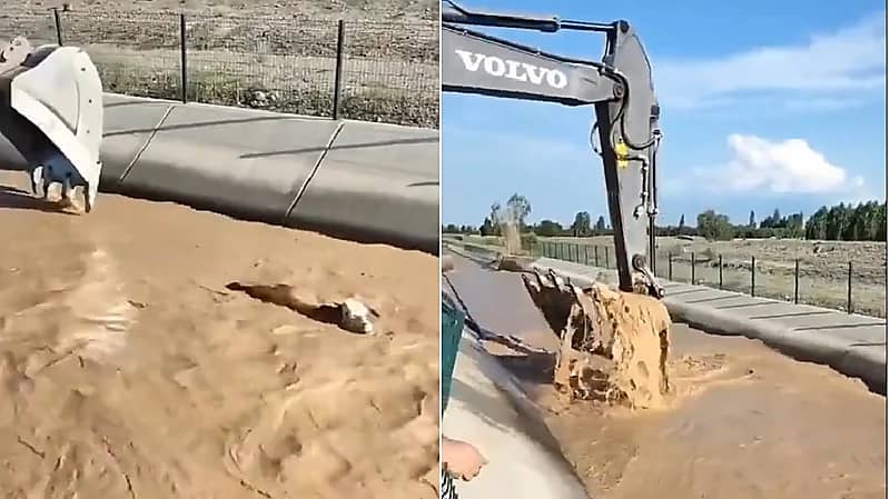 قائد جرافة ينقذ بقرة سقطت في قناة مائية باحترافية عالية - فيديو