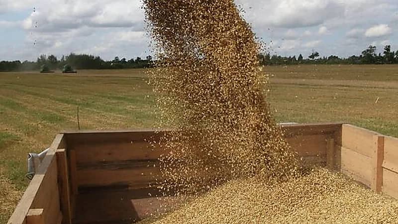 أمريكا : انسحاب روسيا من تصدير الحبوب سيضر بالملايين