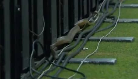 ثعبان يقتحم ملعب مباراة في بنجلاديش .. فيديو