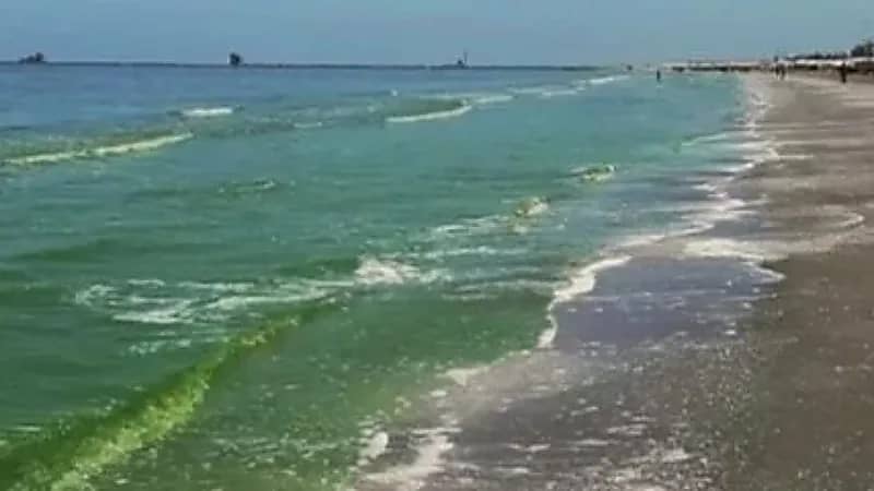 الطحالب تحول لون مياه البحر الأبيض إلى أخضر في مصر