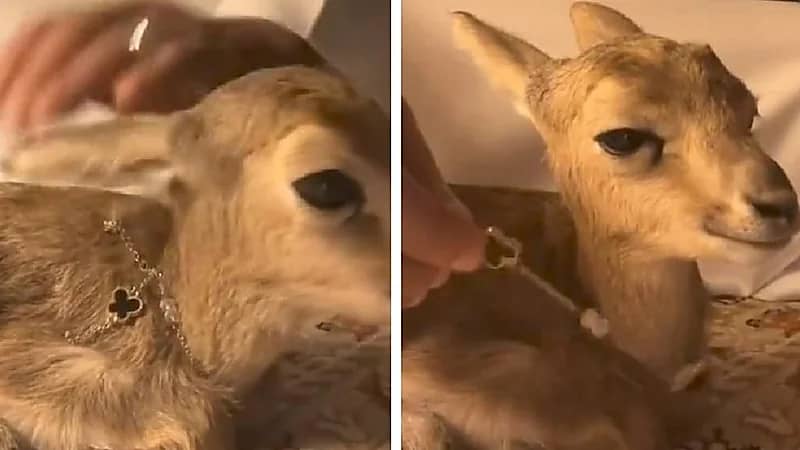 شاب يلبس غزالة قلادة باهظة الثمن .. فيديو