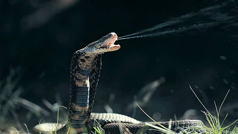 فتاة تتلقى طردًا من أمازون لتكتشف بداخله ثعبانًا .. فيديو