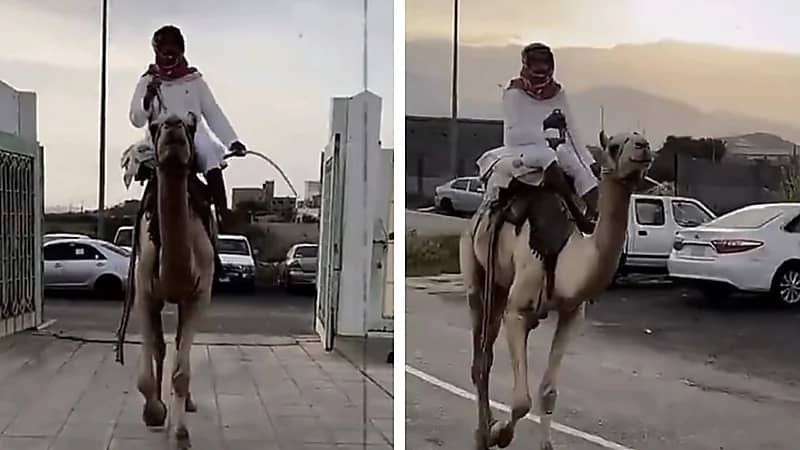 طالب يلفت الأنظار بحضوره إلى المدرسة على ناقة احتفالًا بيوم التأسيس .. فيديو