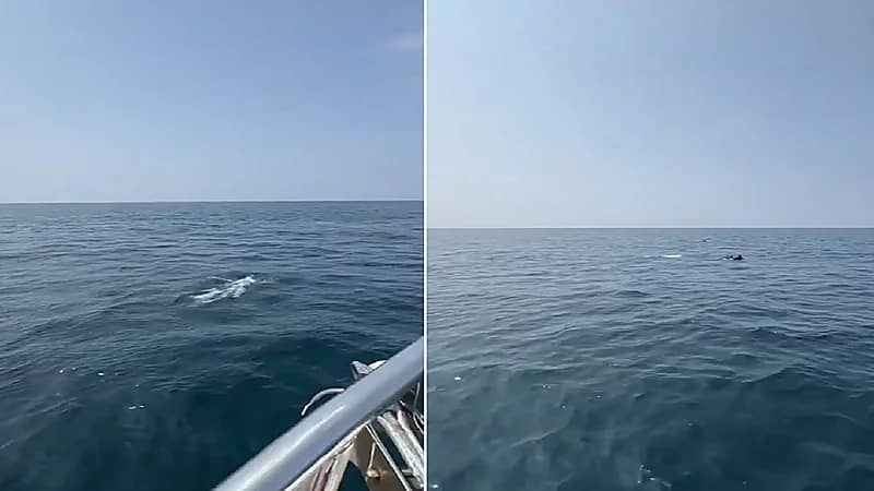مشهد بديع لـ دلافين تسبح في المياه الغربية بالقحمة .. فيديو