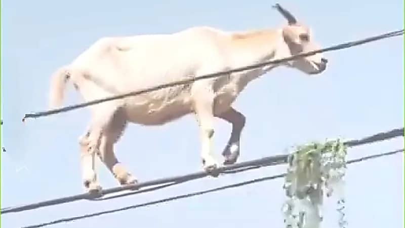ماعز يسير على أسلاك الكهرباء باحترافية عالية .. فيديو
