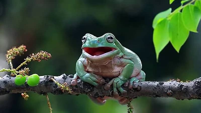 عينات ضفادع تتسبب في احتجاز باحثة روسية في هارفارد .. فيديو