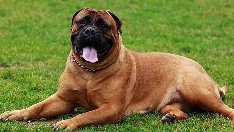 شركة هندية تعين كلب مسؤول السعادة الرئيسي