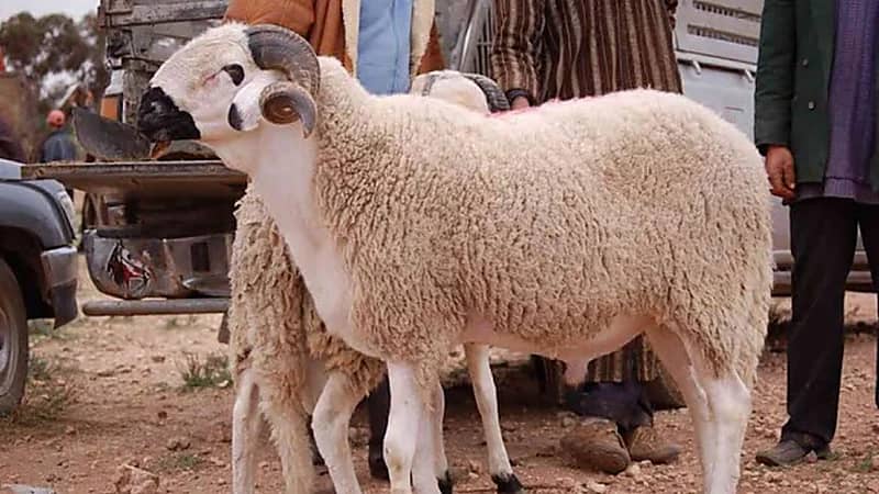 حكم توكيل الجمعيات الخيرية الموثوقة في إخراج الأضحية.. فيديو