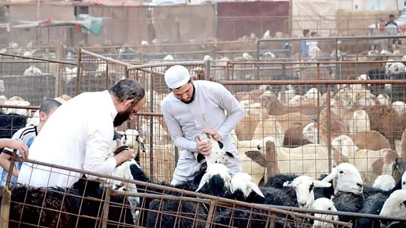 تجار : أسعار الأضاحي انخفضت عن العام الماضي .. فيديو