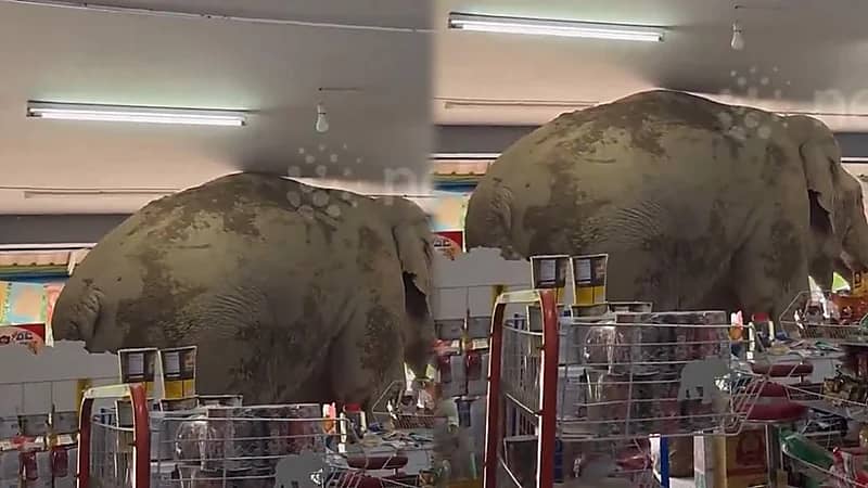 فيل ضخم يجتاح سوبر ماركت ويأكل محتوياته.. فيديو
