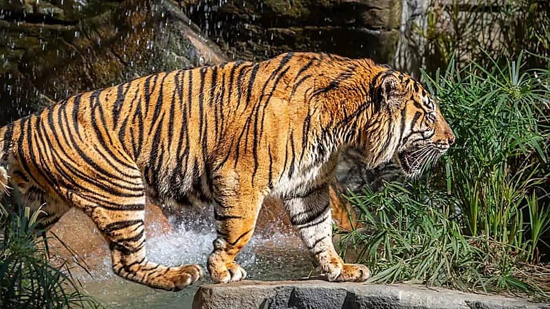 إغلاق حديقة حيوان في باكستان بعد العثور على جثة رجل داخل قفص النمور