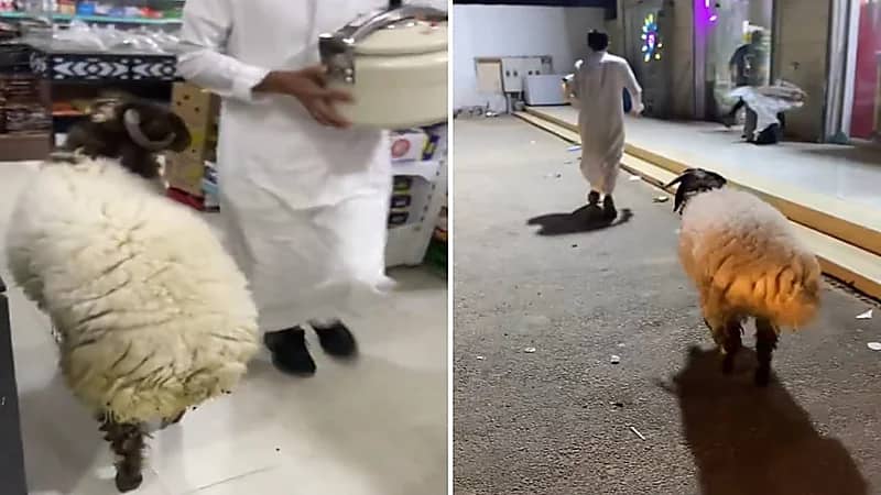 فيديو طريف لخروف نعيمي يرافق مالكه لشراء قدر ضغط يشعل مواقع التواصل