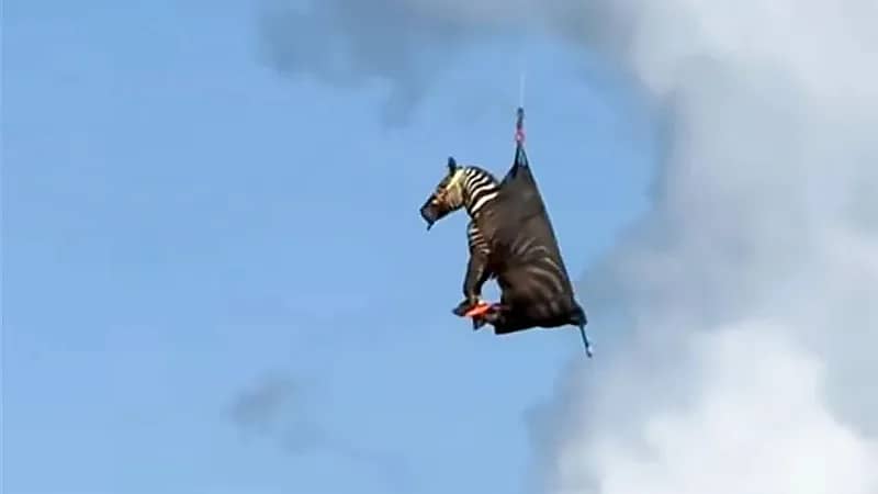 حمار وحشي يُعاد لصاحبه في مقطورة وهليكوبتر بطريقة طريفة.. فيديو