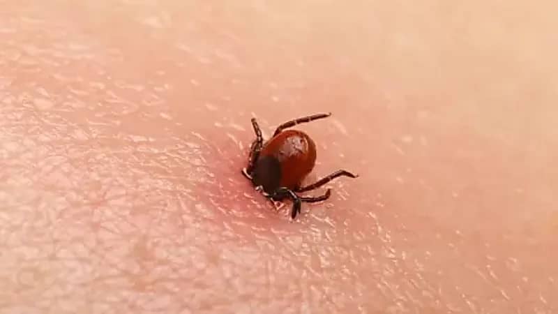 القراد يفتك بامرأة تركية ويُعيد التحذيرات من فيروس حمى القرم–الكونغو القاتل