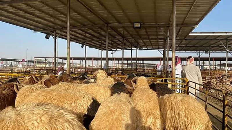 بدء تطبيق بيع المواشي الحية بالوزن في الأسواق  ..  فيديو