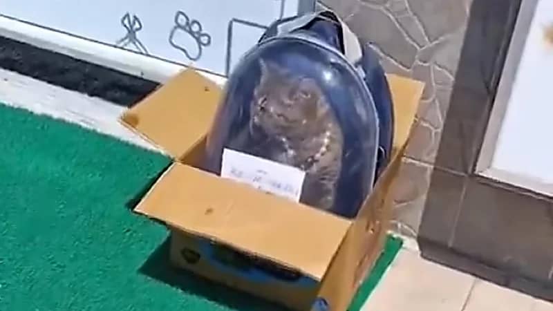 امرأة تعثر على قطة مريضة أمام عيادة بيطرية مع رسالة مؤثرة.. فيديو