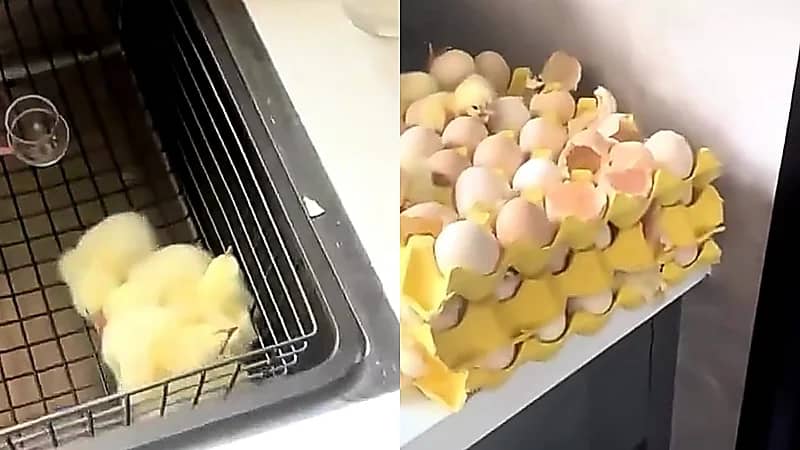 امرأة تُفاجأ بفقس البيض الذي تركته في منزلها بعد غياب طويل .. فيديو