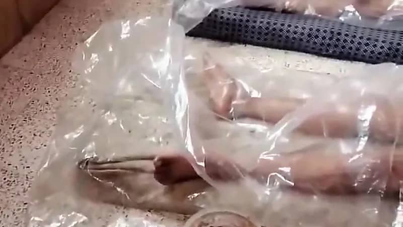 مقطع صادم لخروج ديدان من أجسام طفلين والأب: ولادي مسحورين..فيديو