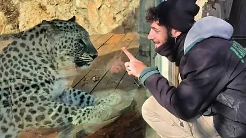 مقتل حارس حديقة حيوانات إسرائيلي هاجمه نمر فارسي