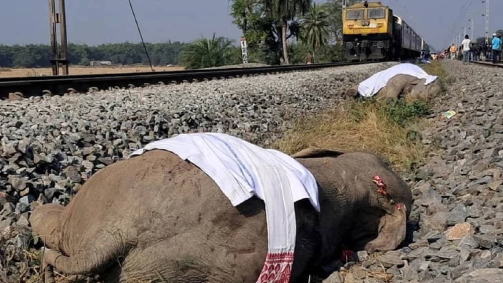 قطيع من الأفيال يتسبب في حادث مميت على سكة حديدية.. فيديو