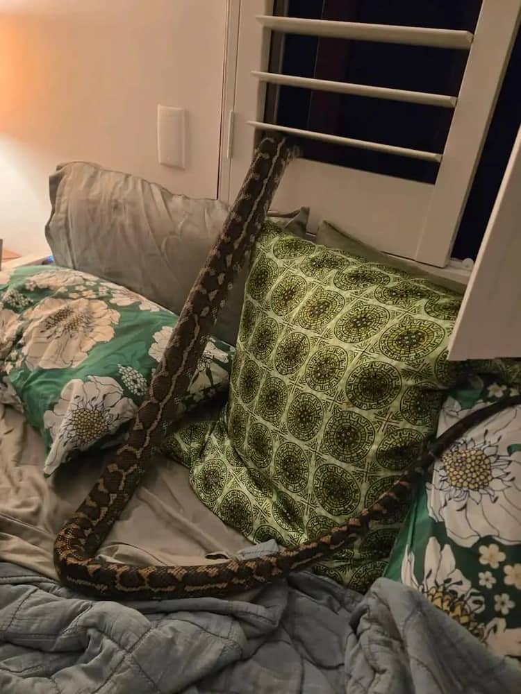 WhatsApp Image 2026-01-17 at 12.31.50 PM.jpeg