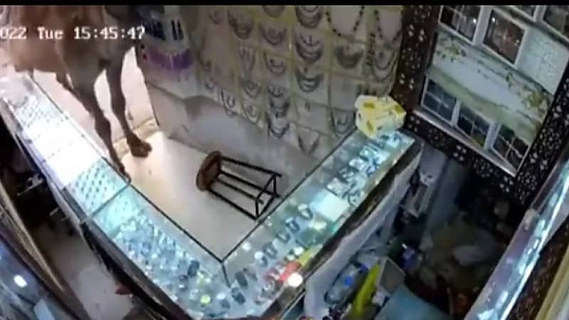 بالفيديو.. جمل يدخل محل فضة ويفاجئ الباعة ويسرعوا هاربين