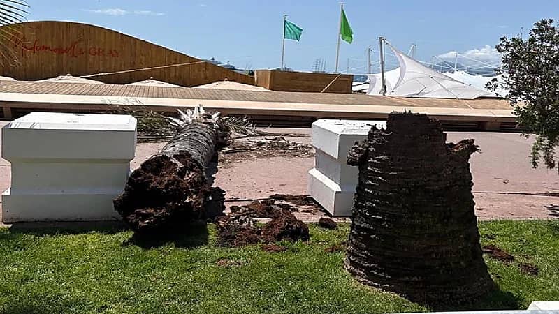 شجرة نخيل تسقط على ضيوف مهرجان كان.. فيديو